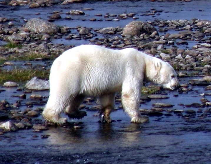Trois personnes survivent à une attaque d'ours polaire au Nunavik